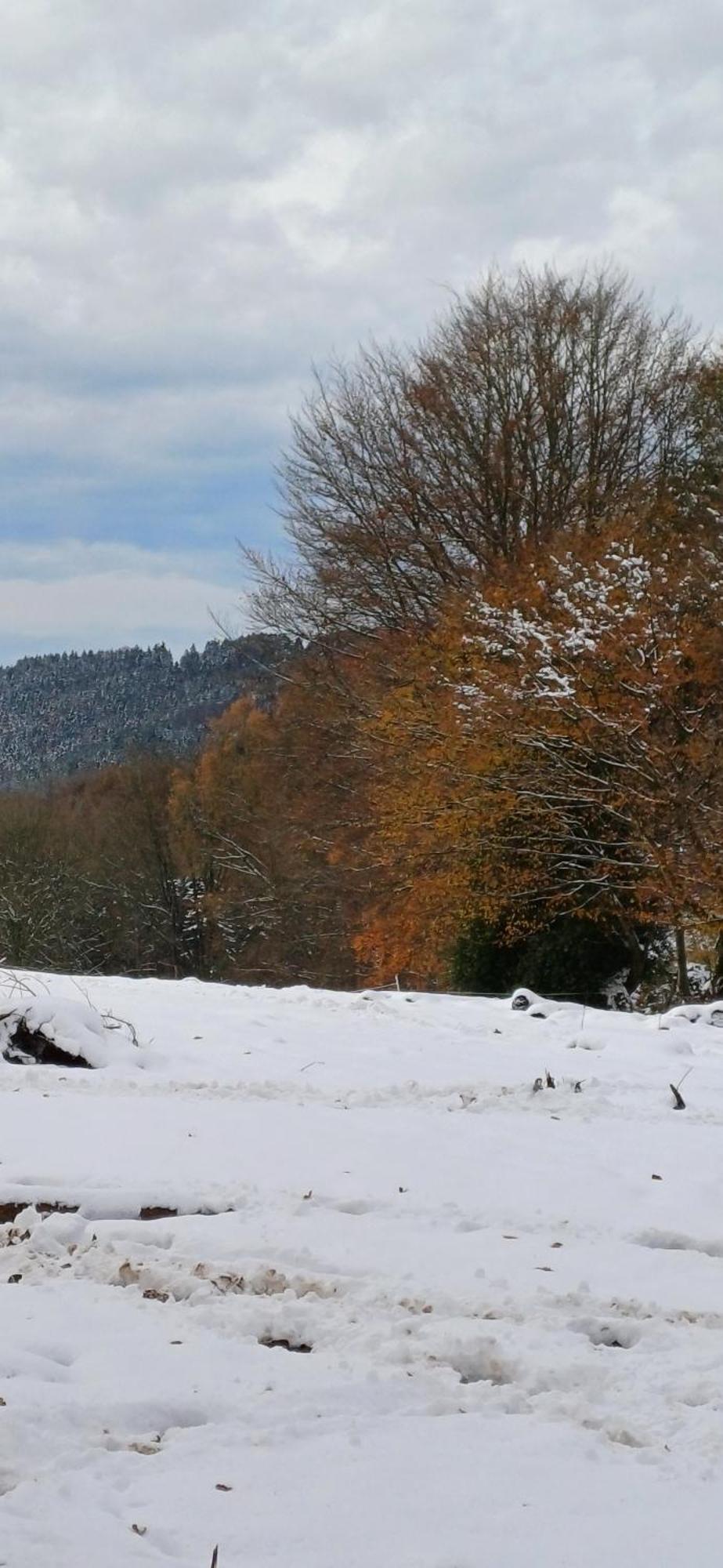 L'ecureuil - Terrasses De